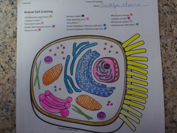 Animal cell coloring key worksheet