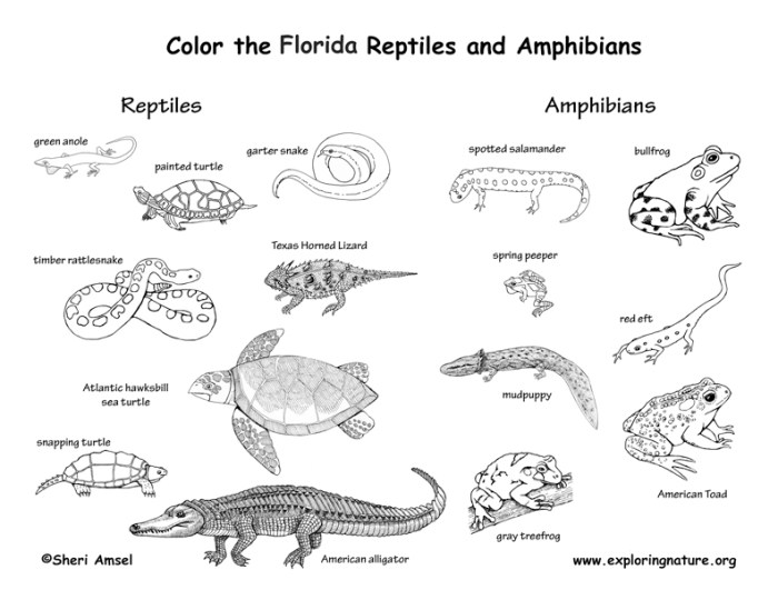 Florida animals poster coloring