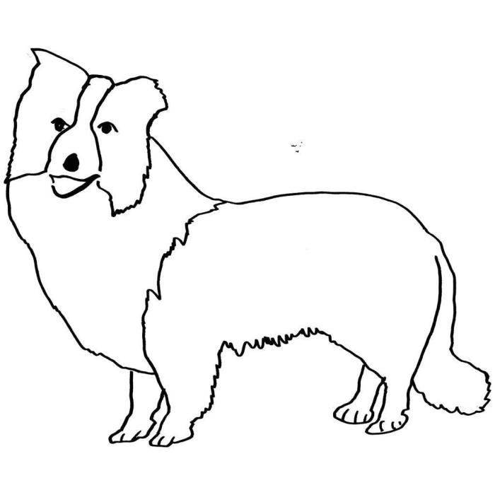 Border collie coloring book