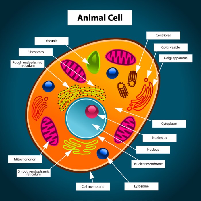 Animal Cell Coloring Worksheet BiologyCorner