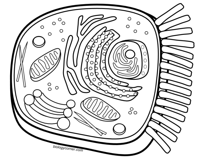 Biology labeled printable sheet homeschool biologycorner diagrams membrane activity chessmuseum bubakids apologia unlabeled webstockreview clipground desalas 101diagrams