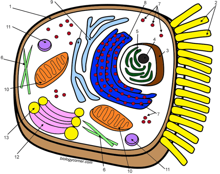 Animal cell coloring key worksheet