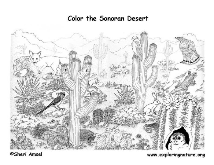 Desert plant animal coloring page