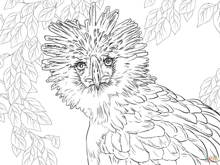 Eagle coloring pages philippine drawing endangered printable leopard philippines portrait realistic amur species supercoloring animals color flag getcolorings ausmalbilder zum