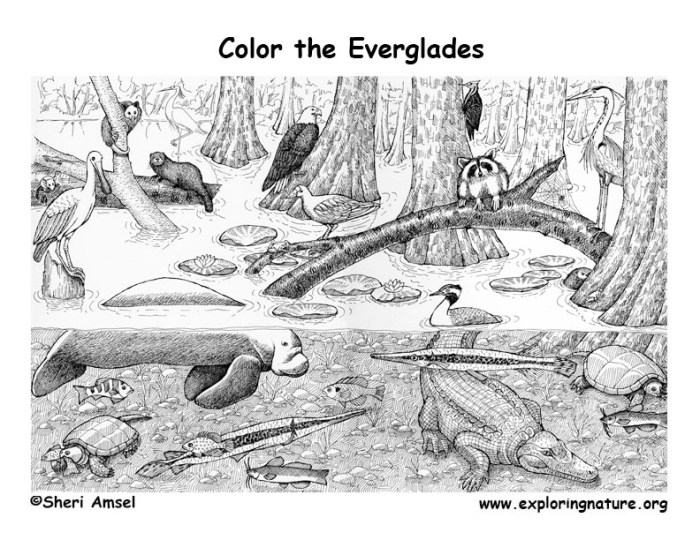 Everglades animals coloring pages