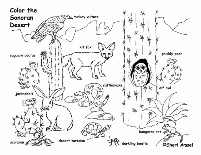 Desert Oasis Animals Coloring Pages