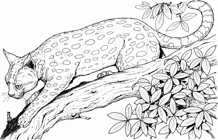 Coloriage wild coloring book