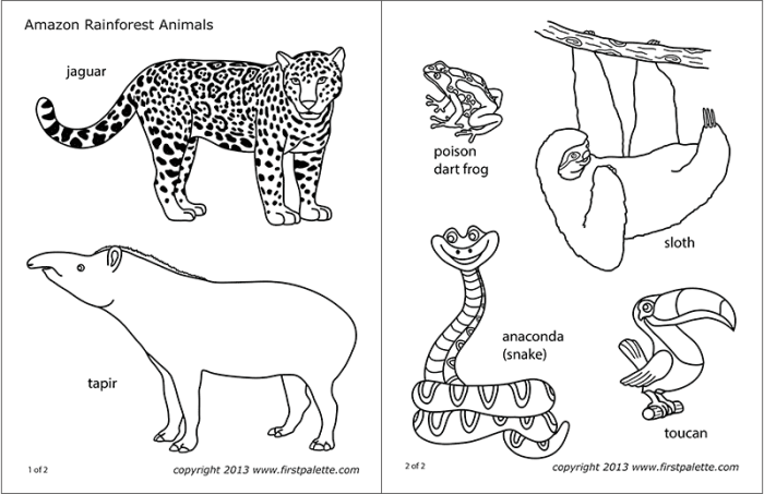 Coloring pages animals of amazon